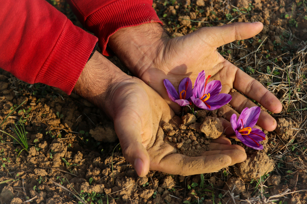 Saffron Making What Is Saffron? Origin, Uses & Health Benefits