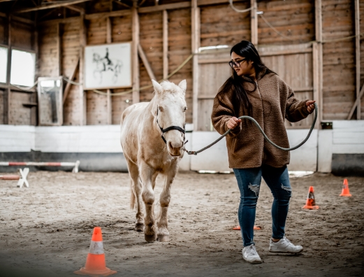 How a horse can teach you leadership 